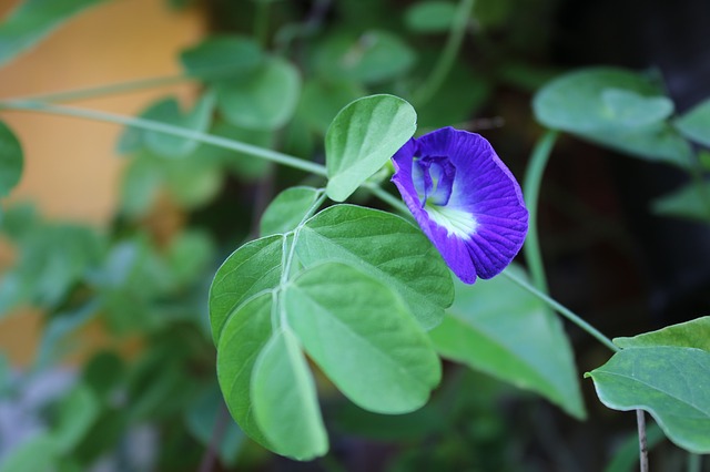 flower 3839369 640