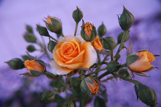 peach spray roses 5424274 640