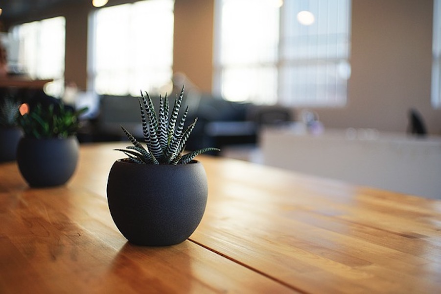succulent plants on a table